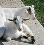 The Goats