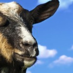 BBC Goat Story